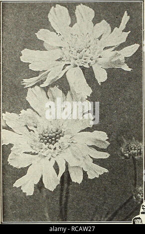 Dreer's garden book 1916. Seeds Catalogs; Nursery stock Catalogs