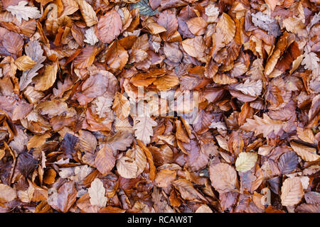 UK. Fallen leaves (beech and oak) in autumn Stock Photo
