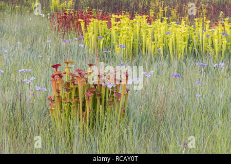 Yellow Pitcher Plants (Sarracenia flava) Lush post burn growth with Savannah Iris (Iris tridentata) along perimeter of carolina bay.  Francis Marion N Stock Photo