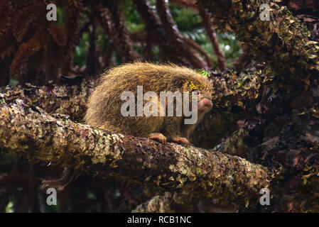 Wild Brazilian Porcupine on a Araucaria tree. Stock Photo