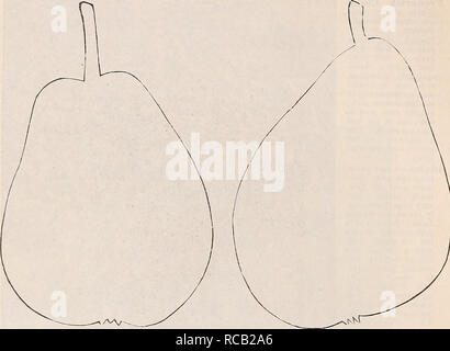 . [Ellwanger &amp; Barry's general catalogue]. 6 ELLWANGER &amp; BARRY'S. COL. WILDER. p. BARRY. exposed to the sun brilliant red or carmine. The flesh, while it is like that of the Bartlett, is free from its strong musky aroma, and is firm to the core. It commences to ripen in August, a little before the Bartlett, and extends into September; The tree is a moderate grower, and to obtain good standard and dwarf trees we are obliged to work it upon strong growing sorts. On account of its size, quality and earliness, it is entitled to a place among the best pears and it deserves more attention th Stock Photo