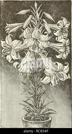 . Dreer's bulb list : 1887. Nurseries (Horticulture) Catalogs; Commercial catalogs Seeds; Bulbs (Plants) Seeds Catalogs; Flowers Seeds Catalogs; Vegetables Seeds Catalogs. Dreer'S Hutumn Bulb Iiist 19 LILIES.—{Continued.) Chalcedonicum. Brilliant scarlet recurved blossoms, very effective for beddiug Coral Lily of Siberia (Tenuifoliwm). One of the earliest and most ex- quisite lilies, dazzling crimson, . Easter Lily (Lcmgijlorum Japoni- cuni). Large and beautiful, snow- white, trumpet-shaped blossoms, desirable for forcing, Krameri. An exquisite flower, white, blush-tinted, very large and fra-  Stock Photo