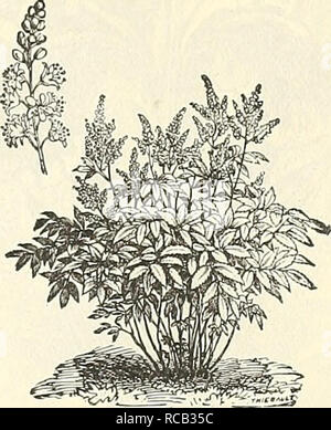 . Dreer's bulb list : 1887. Nurseries (Horticulture) Catalogs; Commercial catalogs Seeds; Bulbs (Plants) Seeds Catalogs; Flowers Seeds Catalogs; Vegetables Seeds Catalogs. Anemone Fulgens. Astilbe Japonica (Spiraea.) A splendid plant for forcing in the greenhouse or the conservatory, where it produces beautiful sprays of silvery-white flowers during February and March. It is perfectly hardy, and when planted outside it blooms in June. Its dark green foliage resembles some of our well-known Ferns, and when covered with bloom is very attractive. Clumps, 25 cents each ; $2.50 per dozen. Strong cl Stock Photo