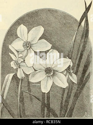 . Dreer's bulb list : 1887. Nurseries (Horticulture) Catalogs; Commercial catalogs Seeds; Bulbs (Plants) Seeds Catalogs; Flowers Seeds Catalogs; Vegetables Seeds Catalogs. 10 Dreer's Autumn Bulb Lost.. Daffodils. NARCISSUS-THE FLOWER OF LOVE. &quot; The perfumed amber cup, which, when March comes, &quot; Gems the dry woods and windy wolds, and speaks &quot; The Resurrection.&quot; 'HIS charming class of bulbs receives but a small portion of the attention that it merits, for to the Narcissus belongs ele- gance of form, delightful perfume, variety of coloring and a general attrac- tiveness that  Stock Photo