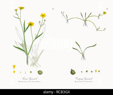 Antique Victorian Botanical Illustrations, Circa 1863 Stock Photo