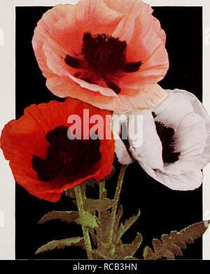 . Dreer quality seeds plants bulbs. Flowers Catalogs; Plants, Ornamental Catalogs; Bulbs (Plants) Catalogs; Nurseries (Horticulture) Catalogs. Magnificent Oriental Poppies Papaver orientale. Oriental Poppies are by far the most showy plants in the garden during May and June when their extra-large majestically displayed blooms create a glorious effect. They are imposing plants growing 3h ft. tall. 17-423 WurHembergia A striking flower of huge size and heavy sub- stance. Brilliant glowing orange-red. 30c each; 3 for 85c; 12 for S3.00. I 12 for S3.00 17-419 Mrs. Perry Always greatly admired for i Stock Photo