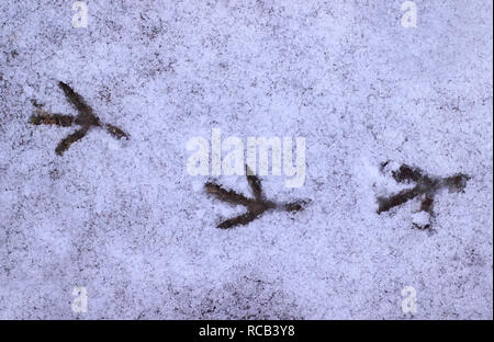 Bird footprints in the snow Stock Photo