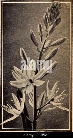 Camassia Leichtlini 3/or 33c Treasure Chest of Hardy Flowermg