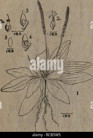 . dong bei yao yong zhi wu zhi. Botany. Plantago depressa Willd. Enum. PI. Hort. Berol. Suppl. (1813) 8; Forbes et HemsL in Journ. Linn. Soc. XXVI (1890) 316ï¼ Kom. FI. Mansh. Ill (1907) 479; Nakai, Fl. Kor. II (1911) 158; Kom. et Alis. Key PI. Far East. Reg. USSR II (1932) 942; Kitag. .Line- am. Fl. Mansh. (1939) 402. å¤å¹´çèæ¬ãæ ¹åæ±ç:ç¨æ ¹ä¸åæ-§ï¼ææ ¹ä¸é¨ç¨æåæ-§ãèæå¢ï¼æç²æ ¹çï¼éå¸¸å¹³Â«Ji,ç åå½¢è³å«©éå½¢ï¼å 5)^å°,çµ²é·èæ¼¸ç¹ææï¼éå¸¸M 10â15åç±³ï¼å¯¬2.5â4åç±³ï¼é¢ç·£å ·é éè ä¸è¦åççé½ï¼è¡¨é¢ç¶ è²ï¼å¼§å½¢èæé¡¯èHå ¥ï¼èé¢è² æ·¡ï¼èèéå¸¸éèµ·ï¼èå ©é¢ææ¯æç¡æ¯ãè±èæ¸åï¼ç± èè£³ä¸-æºåºï¼æ¸¯å®åºå¨å §é«IOtS Stock Photo