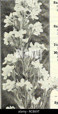 . Dreer's autumn catalogue 1928. Bulbs (Plants) Catalogs; Flowers Seeds Catalogs; Gardening Equipment and supplies Catalogs; Nurseries (Horticulture) Catalogs; Vegetables Seeds Catalogs. Achillea Ptakmica Fl. Pl. The Pearl AjUga (Bugle) A useful plant for the rockery and for carpeting the ground, par- ticularly in shady positions, as under trees where grass will not grow; flowers in May and June. 6 to 8 inches. Genevensis. Deep blue flowers. Reptans Rubra. Bronzy foliage, blue flowers. 30 cts. each; $3.00 per doz.; $18.00 per 100.. AlySSUm (Mad-Wort) Rostratum. Bright golden-yellow flowers in  Stock Photo