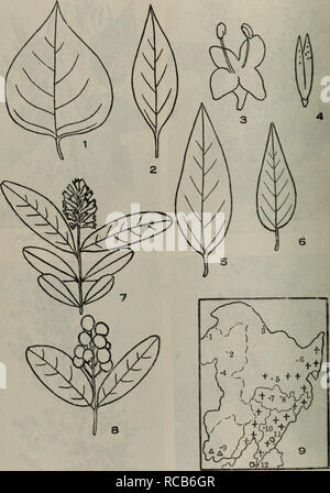 1 A 4 Ae E A E Syringa Amurensis Rupr 5a6 I I º A E S Pekinensis Rupr J 7a8 Ae E Aligustrum Ibota Sieb Ae Aenakia 5 9 Ai Ae E A E I º A E I e Eºae A Stock Photo Alamy