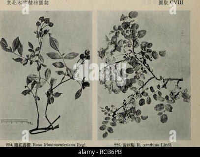 . dong bei mu ben zhi wu tu zhi. botany. . Please note that these images are extracted from scanned page images that may have been digitally enhanced for readability - coloration and appearance of these illustrations may not perfectly resemble the original work.. liu shen e. ke xue chu ban she