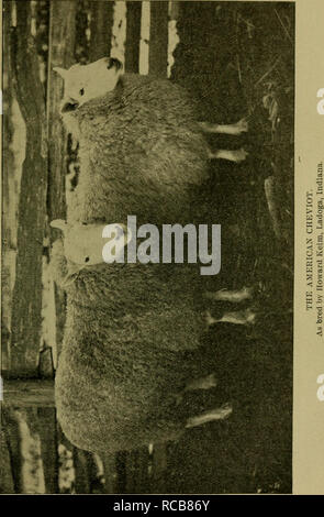 . The domestic sheep : its culture and general management. Sheep. . Please note that these images are extracted from scanned page images that may have been digitally enhanced for readability - coloration and appearance of these illustrations may not perfectly resemble the original work.. Stewart, Henry. Chicago : American Sheep Breeder Press Stock Photo