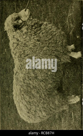 . The domestic sheep : its culture and general management. Sheep. . Please note that these images are extracted from scanned page images that may have been digitally enhanced for readability - coloration and appearance of these illustrations may not perfectly resemble the original work.. Stewart, Henry. Chicago : American Sheep Breeder Press Stock Photo