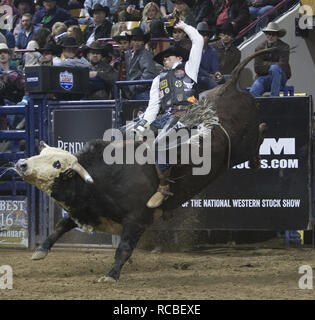 Denver, Colorado, USA. 14th Jan, 2019. Bull Rider TAYLOR TOVES of Stephenville, TX rides Pennywise during the 25th. Mexican Rodeo at the National Western Stock Show at the Denver Coliseum Monday evening. Credit: Hector Acevedo/ZUMA Wire/Alamy Live News Stock Photo