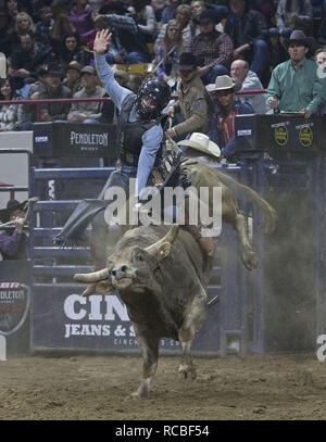 Denver, Colorado, USA. 14th Jan, 2019. Bull Rider ZAC PETERSON of Velva, ND rides Ghost during the 25th. Mexican Rodeo at the National Western Stock Show at the Denver Coliseum Monday evening. Credit: Hector Acevedo/ZUMA Wire/Alamy Live News Stock Photo