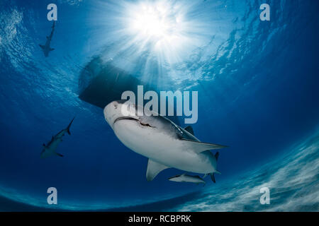 This is Tequila, a female tiger shark and long time resident at Tiger Beach in the Bahamas. Stock Photo