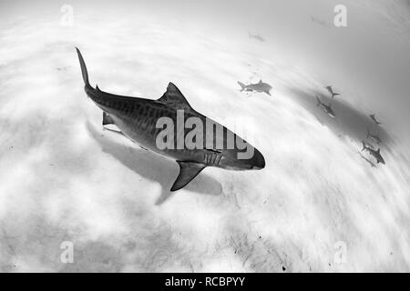 Tiger shark and others over sandy bottom Stock Photo