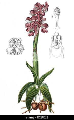 Green-winged orchid (Orchis morio), medicinal plant, crop plant, chromolithography, about 1870 Stock Photo