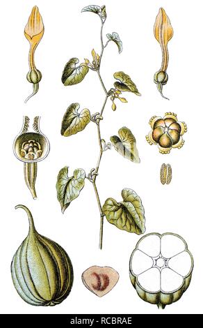 Birthwort (Aristolochia clematitis), medicinal and useful plant, chromolithograph, circa 1790 Stock Photo