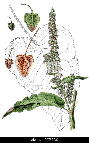 Western Dock (Rumex aquaticus), medicinal and useful plant, chromolithograph, circa 1790 Stock Photo