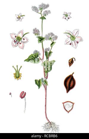 Buckwheat or Common Buckwheat (Fagopyrum esculentum), medicinal and useful plant, chromolithograph, circa 1790 Stock Photo