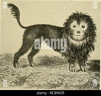 Dogs of China & Japan in nature and art. Dogs; Animals in art