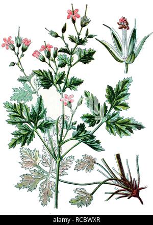 Herb Robert or Red Robin (Geranium robertianum), a medicinal plant, historical chromolithography, ca. 1870 Stock Photo