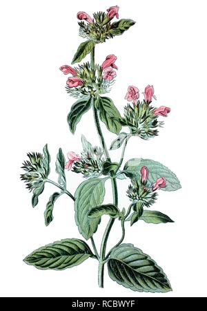 Wild Basil (Clinopodium vulgare), a medicinal plant, historical chromolithography, ca. 1870 Stock Photo
