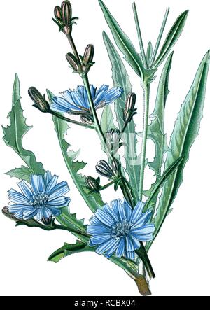 Common Chicory (Cichorium intybus), a medicinal plant, historical chromolithography, ca. 1870 Stock Photo