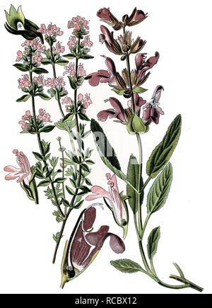 Common Thyme (Thymus vulgaris), left, and Sage (Salvia officinalis), right, medicinal plants, historical chromolithography Stock Photo