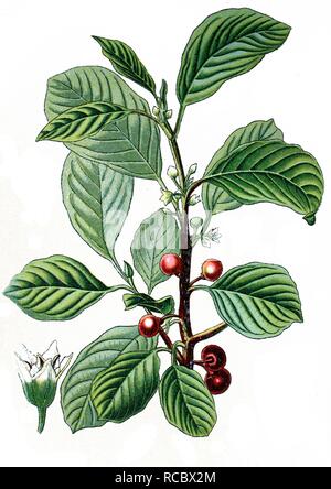 Alder Buckthorn (Rhamnus frangula), crop, useful plant, medicinal plant, historical chromolithography, about 1870 Stock Photo