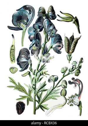 Monkshood, Aconite or Wolf's Bane (Aconitum napellus), crop, useful plant, medicinal plant, historical chromolithography Stock Photo