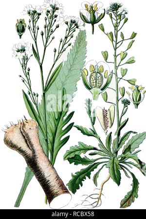 Horseradish (Cochlearia armoracia) on the left, shepherd's purse (Capsella bursa pastoris) on the right, medicinal plants Stock Photo