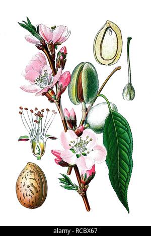 Almond tree (Prunus dulcis), medicinal plant, historical chromolithography, 1870 Stock Photo