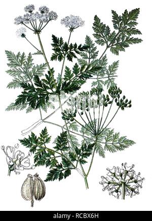 Poison hemlock (Conium maculatum), medicinal plant, poisonous plant, historical chromolithography, 1870 Stock Photo