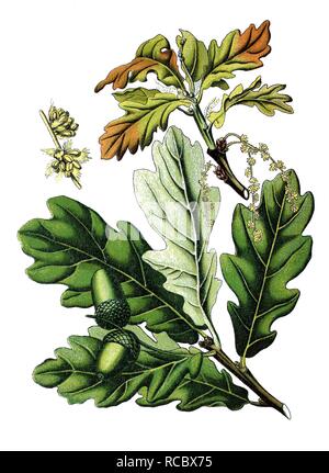 English oak (Quercus robur, Quercus pedunculata), historical chromolithography, 1870 Stock Photo