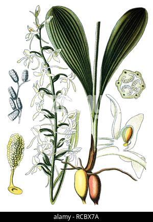 Lesser butterfly-orchid (Platanthera bifolia), medicinal plant, historical chromolithography, 1870 Stock Photo