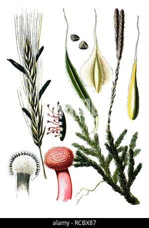 Ergot (Claviceps purpures), left, Wolf's-foot Clubmoss or Groundpine (Lycopodium clavatum), right, medicinal plants Stock Photo