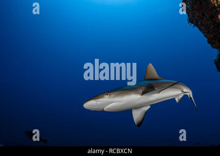A juvenile grey reef shark Stock Photo