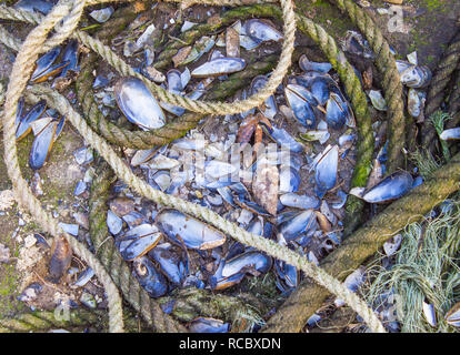 broken mussel shells on a harbour wall Stock Photo