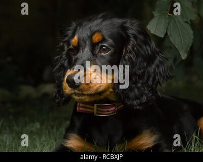 Black and Tan Cocker Spaniel Stock Photo