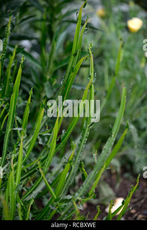 Baccharis genistelloides, carqueja,perennial plant,green stem,stems,architectural plant,plants,RM Floral Stock Photo