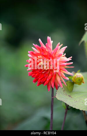 Dahlia Karma Bon Bini,bi-colored,red yellow flowers,flowering,cactus dahlias,perennial tuber,RM Floral Stock Photo