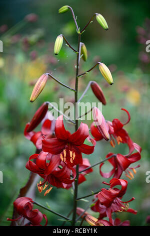 lilium red velvet,lilium red flavour,asiatic hybrid,red tiger lily,red tiger lilies,flowers,flowering,floriferous,RM Floral Stock Photo