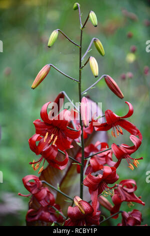 lilium red velvet,lilium red flavour,asiatic hybrid,red tiger lily,red tiger lilies,flowers,flowering,floriferous,RM Floral Stock Photo