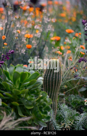 geum totally tangerine,cactus,echinocactus,linaria peachy,salvia love and wishes,mixed exotic planting scheme,orange flowers,flowering,perennial,peren Stock Photo