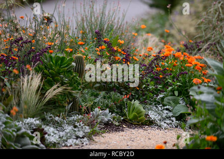 geum totally tangerine,cactus,echinocactus,linaria peachy,salvia love and wishes,mixed exotic planting scheme,orange flowers,flowering,perennial,peren Stock Photo