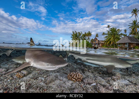 Blacktip reef sharks and coral in front of a tropical island with palm trees and huts Stock Photo