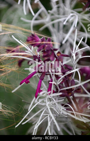 parolinia ornata,Salvia Love and Wishes,silver foliage,leaves,purple flowers,flowering,combination,mixed planting,unusual combination,RM Floral Stock Photo